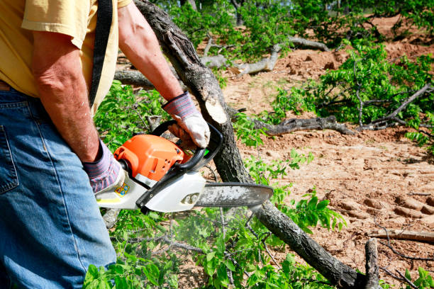 Professional Tree Service in Greenville, IL